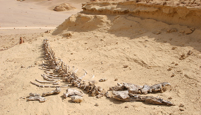 Overnight Fayoum from Cairo